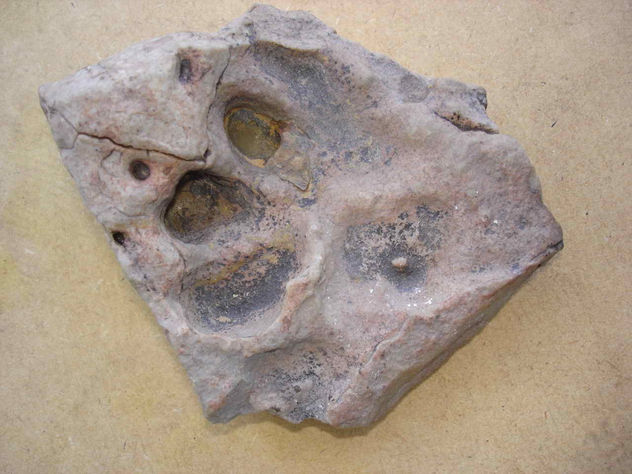 PISADA DE PUMA