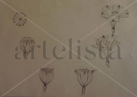 Crecimiento flor
