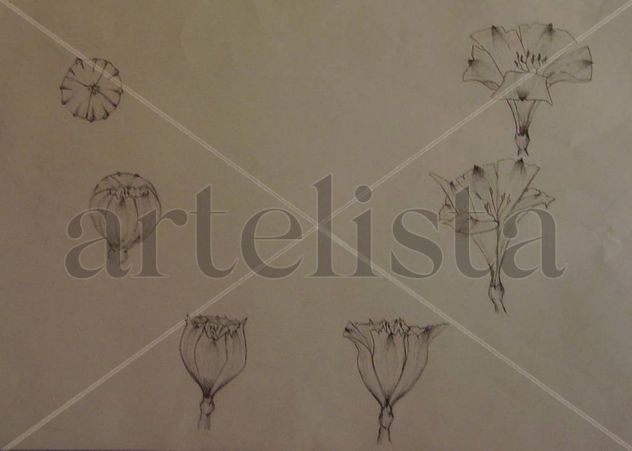 crecimiento flor