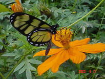 Mariposa en Flor