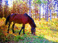 Caballo argentino en Piedras Moras