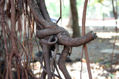 Ereccion natural