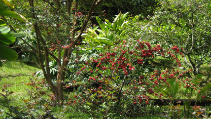 Flores en el café