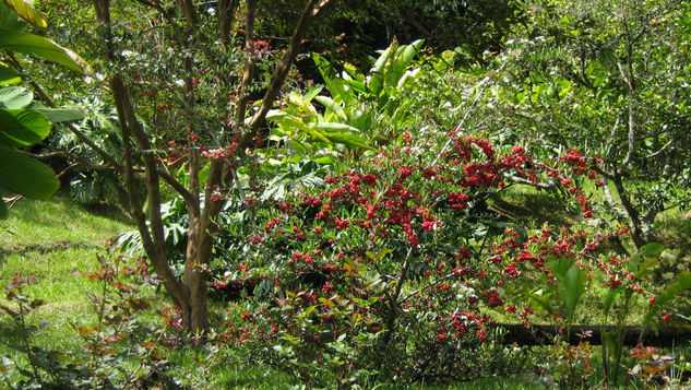 Flores en el café 