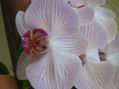 orquidea