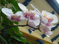 orquidea2