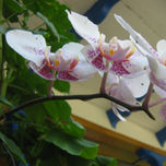 Naturaleza thumbnail 1