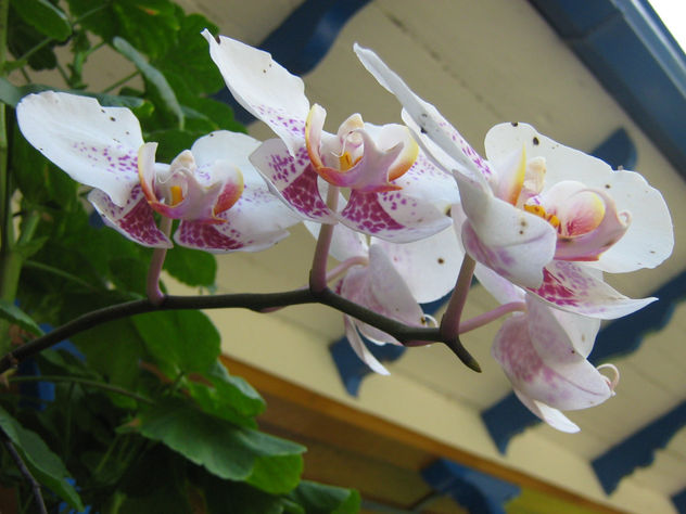 orquidea2