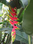 flor