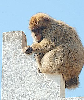 Gibraltar zipitoste maggic 