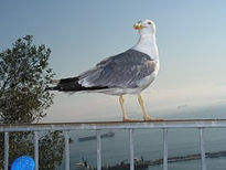 Gibraltar zipitoste...
