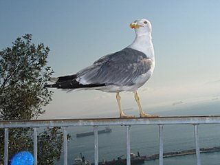 Gibraltar zipitoste maggic 