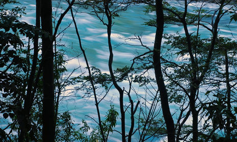 Bosque