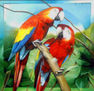 Araras Vermelhas 2 - Red Macaws 2