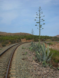 Caminos de paso