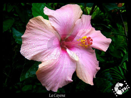 La Cayena