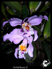 Orchid  Beauty II