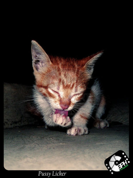Pussy Licker