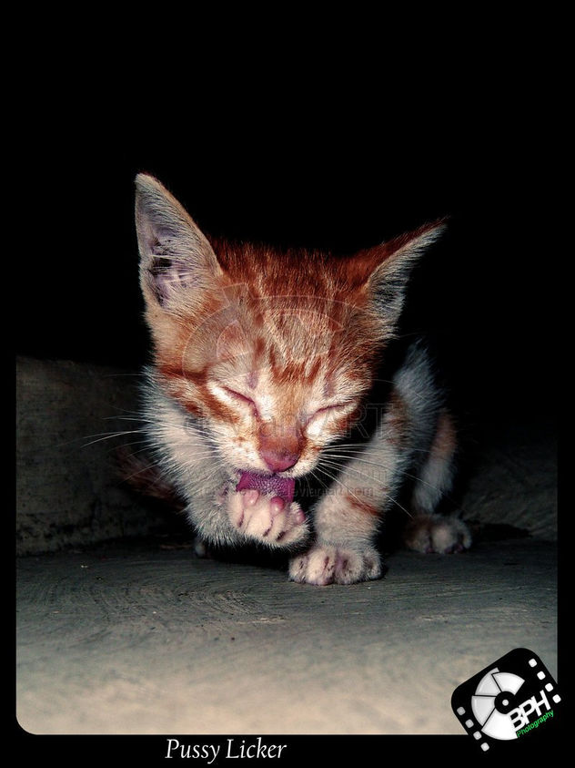 Pussy Licker