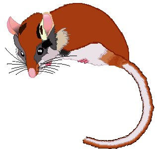 Raton II