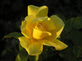 Rosa amarilla Islantilla