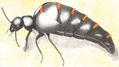 MELOIDEO