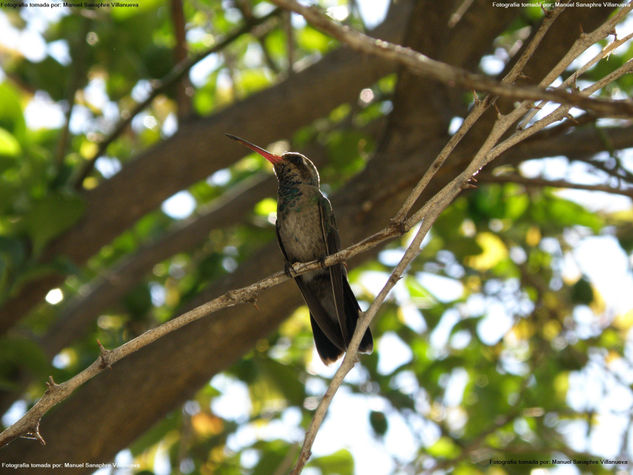 Colibrí Naturaleza Técnicas alternativas