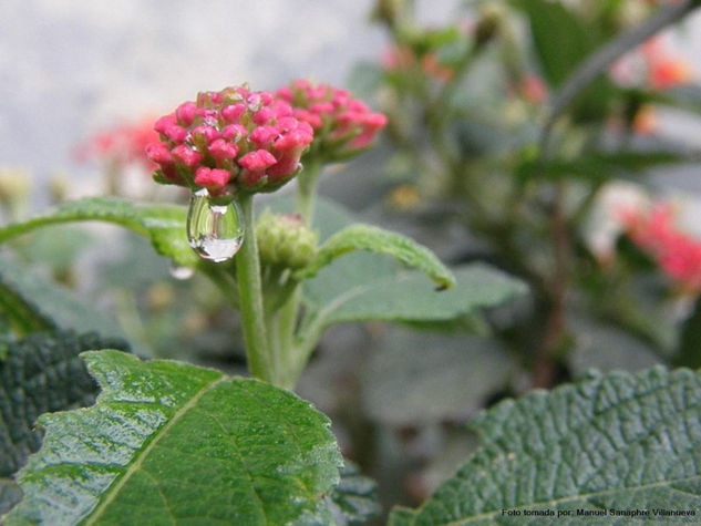 gota de lluvia Naturaleza Técnicas alternativas