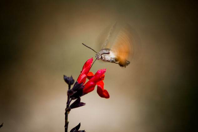 Mariposa Colibrí Naturaleza Color (Digital)