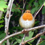 Irlanda thumbnail 2