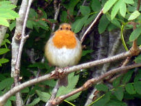 Toque naranja de vida