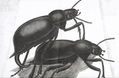 TENEBRIONIDOS