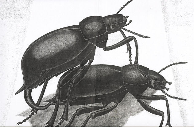 TENEBRIONIDOS