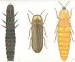 LUCERNARIOS