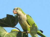 COTORRA COMIENDO...