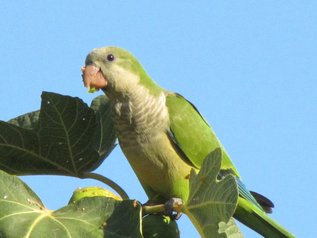 COTORRA COMIENDO HIGOS (Myiopsitta monachus) Naturaleza Color (Digital)