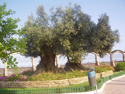 El árbol