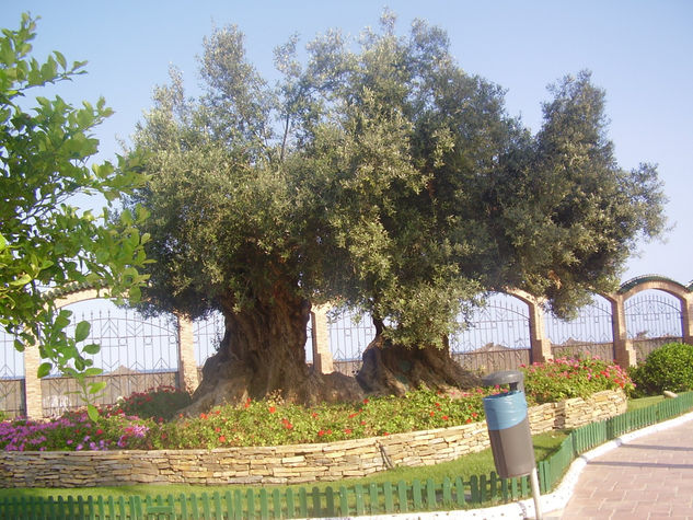 el árbol 