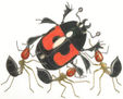VORACE 3