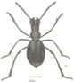 TENEBRIONIDO