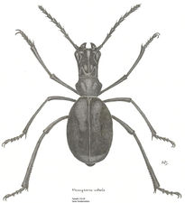 Tenebrionido