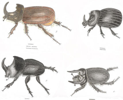 Escarabajos 1