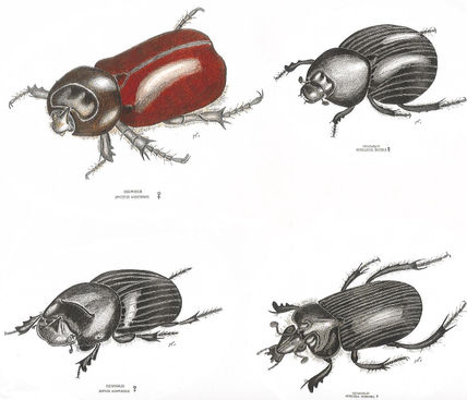 Escarabajos 2
