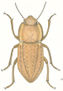 TENEBRIONIDO