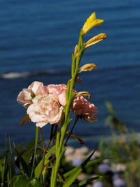 Flor y oceano