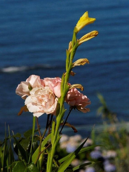 Flor y oceano