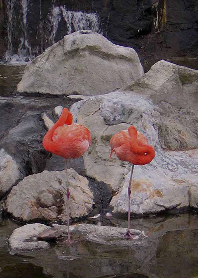 El Descanso de los Flamencos
