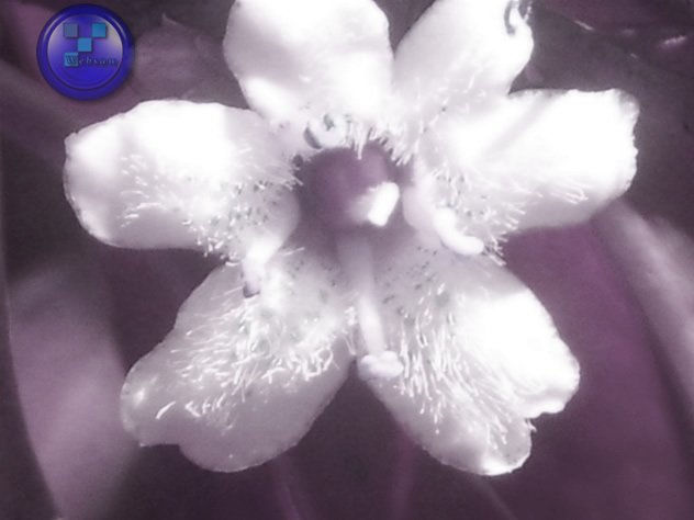 flower blanca