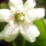 campo natural thumbnail 2