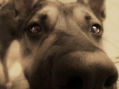 GOLFO
